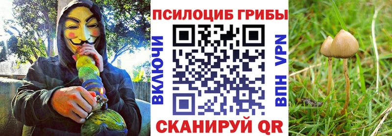 где найти   Конаково  Псилоцибиновые грибы Psilocybe 